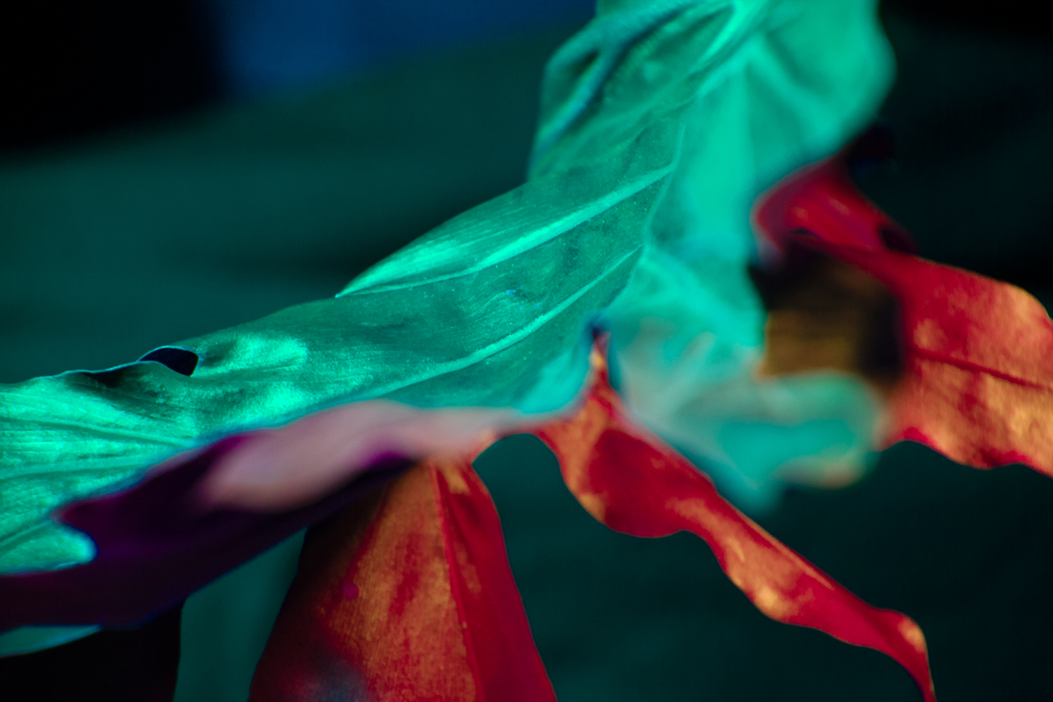 Otherwordly Flora Photo 